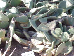 Image of Opuntia rastrera