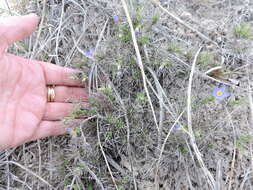 Image of bluebowls