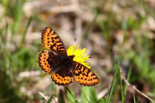 Plancia ëd Boloria frigga