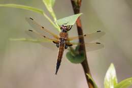 Image of Four-spotted Chaser