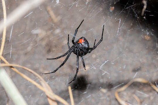 Latrodectus thoracicus Nicolet 1849的圖片