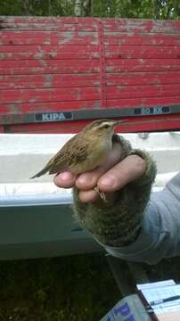 Image of Sedge Warbler