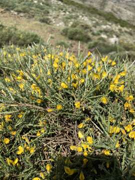 صورة Genista salzmannii DC.