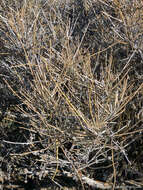 Image of Gray Ephedra