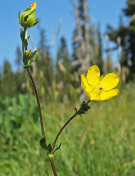 Image of Drummond's cinquefoil