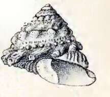 Image of Astralium rhodostomum (Lamarck 1822)