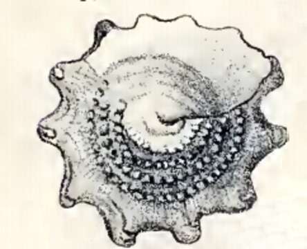 Image of Astralium rhodostomum (Lamarck 1822)