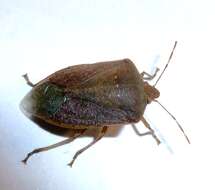 Image of Southern green stink bug