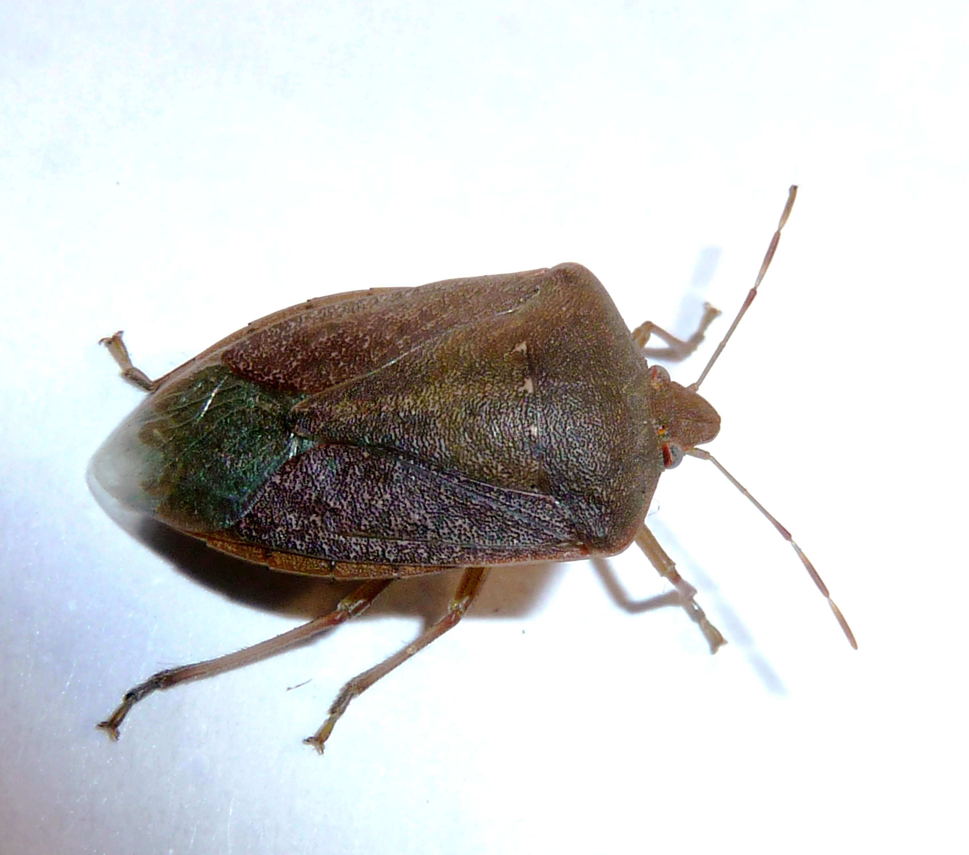 Image of Southern green stink bug