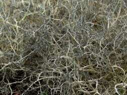 Image of witch's hair lichen