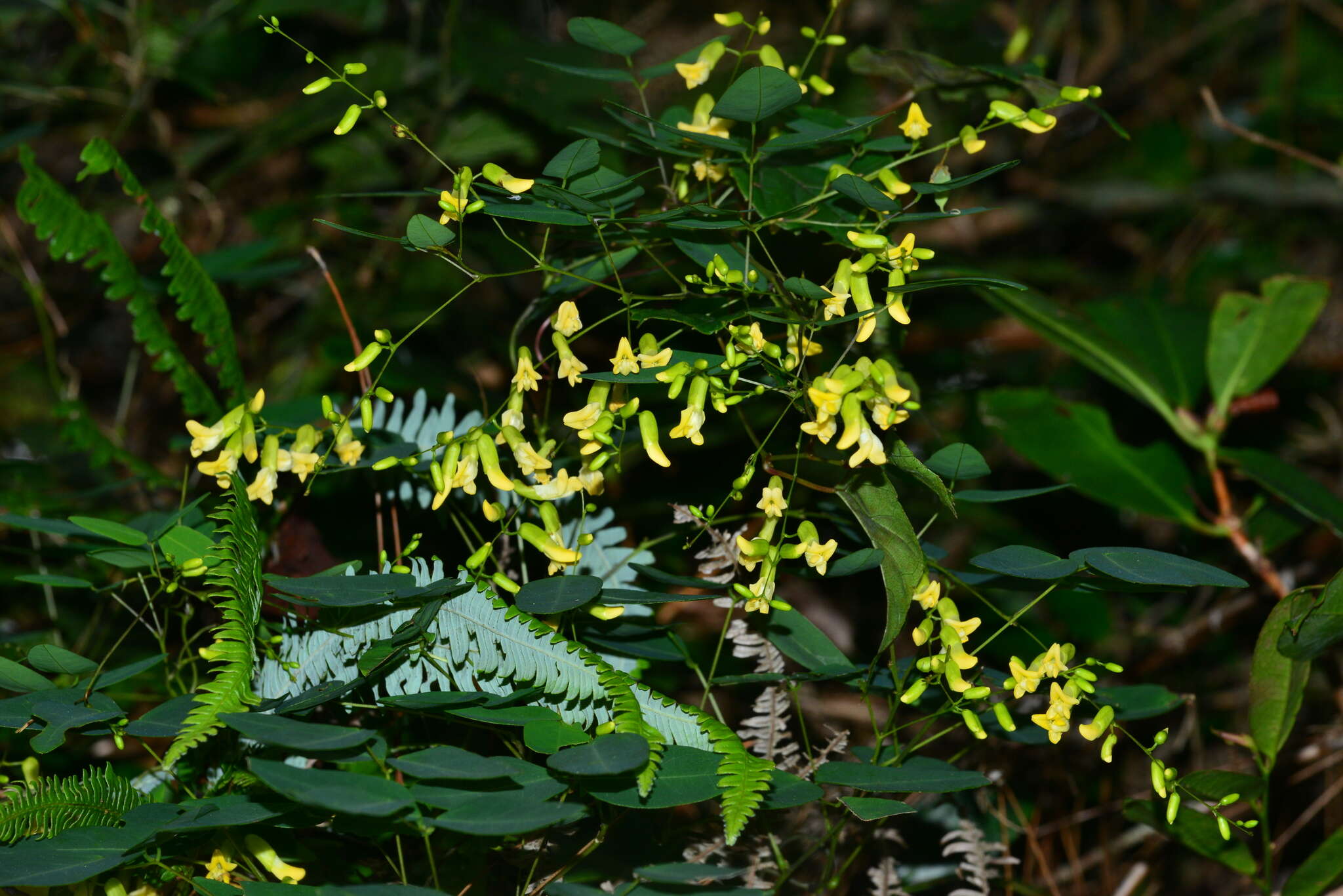 Image of Dumasia truncata Siebold & Zucc.