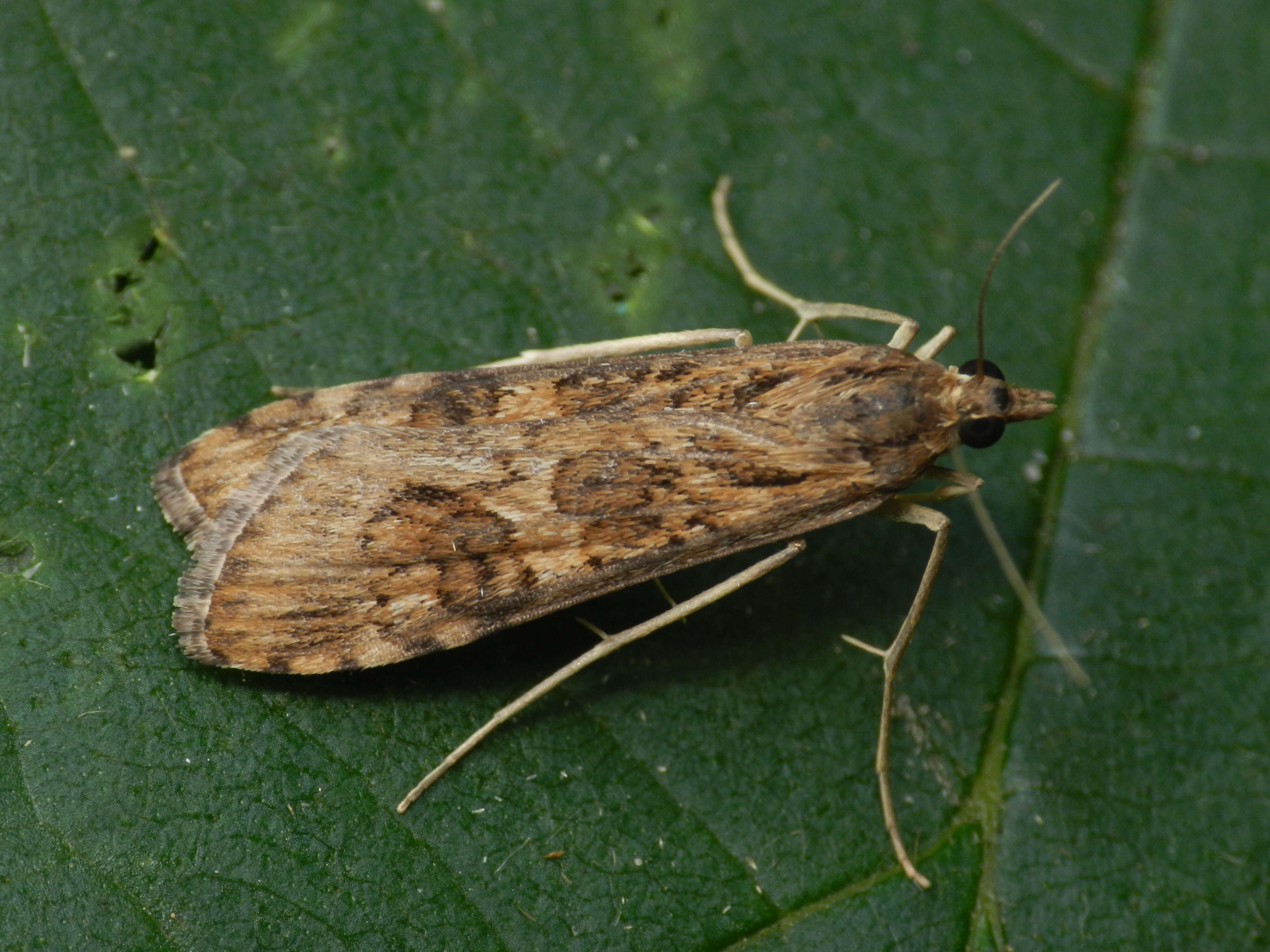 Image of celery stalkworm