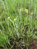 Imagem de Helichrysum aureonitens Sch. Bip.