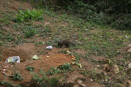 Image of Brown Mongoose