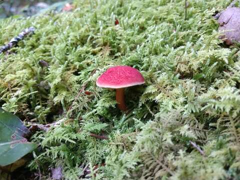 Слика од Hortiboletus rubellus (Krombh.) Simonini, Vizzini & Gelardi 2015