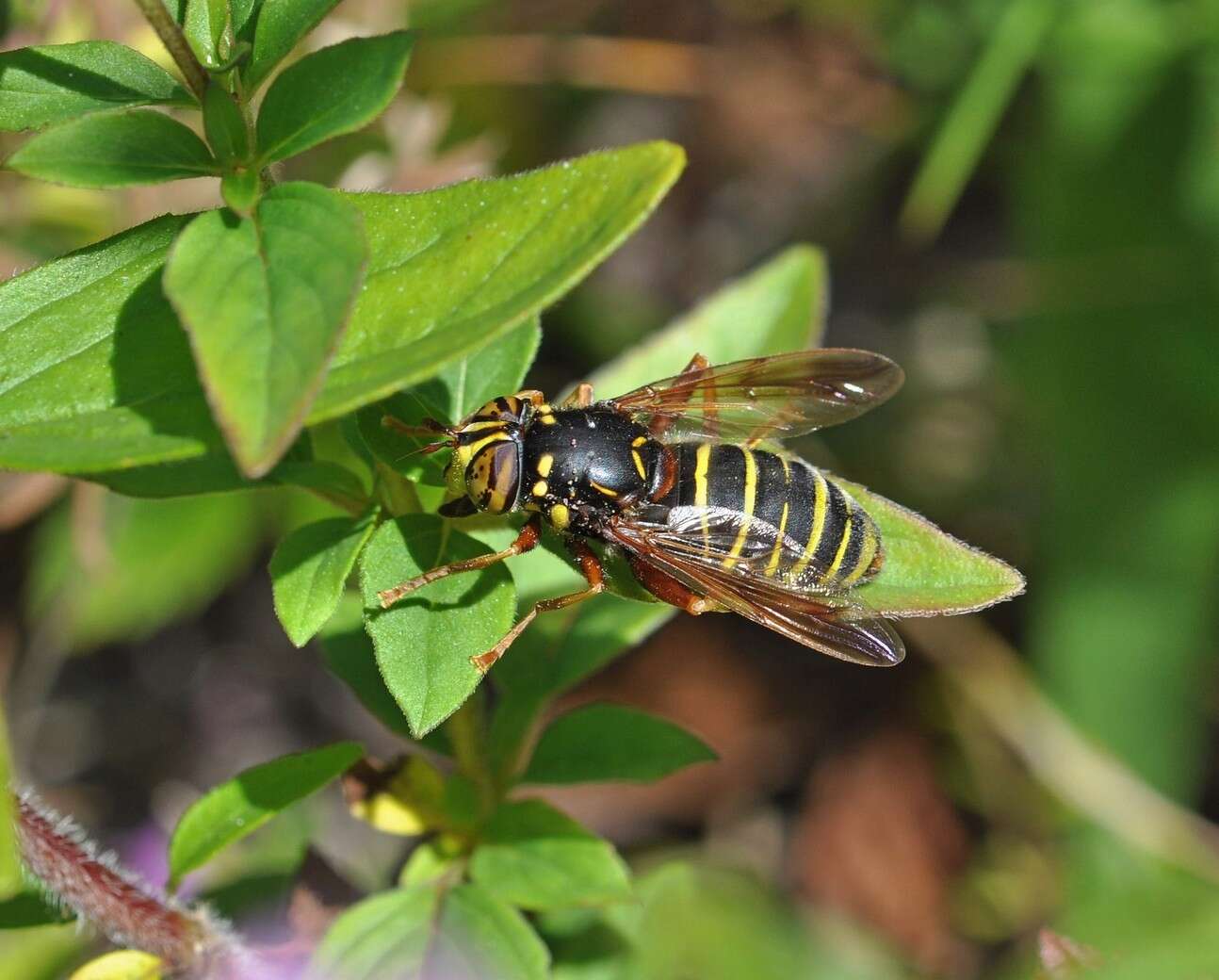 Image of Spilomyia diophthalma (Linnaeus 1758)