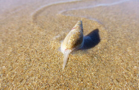 Image of finger plough shell