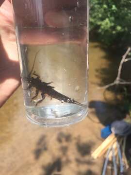 Image of American Salmonfly