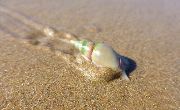 Image of finger plough shell