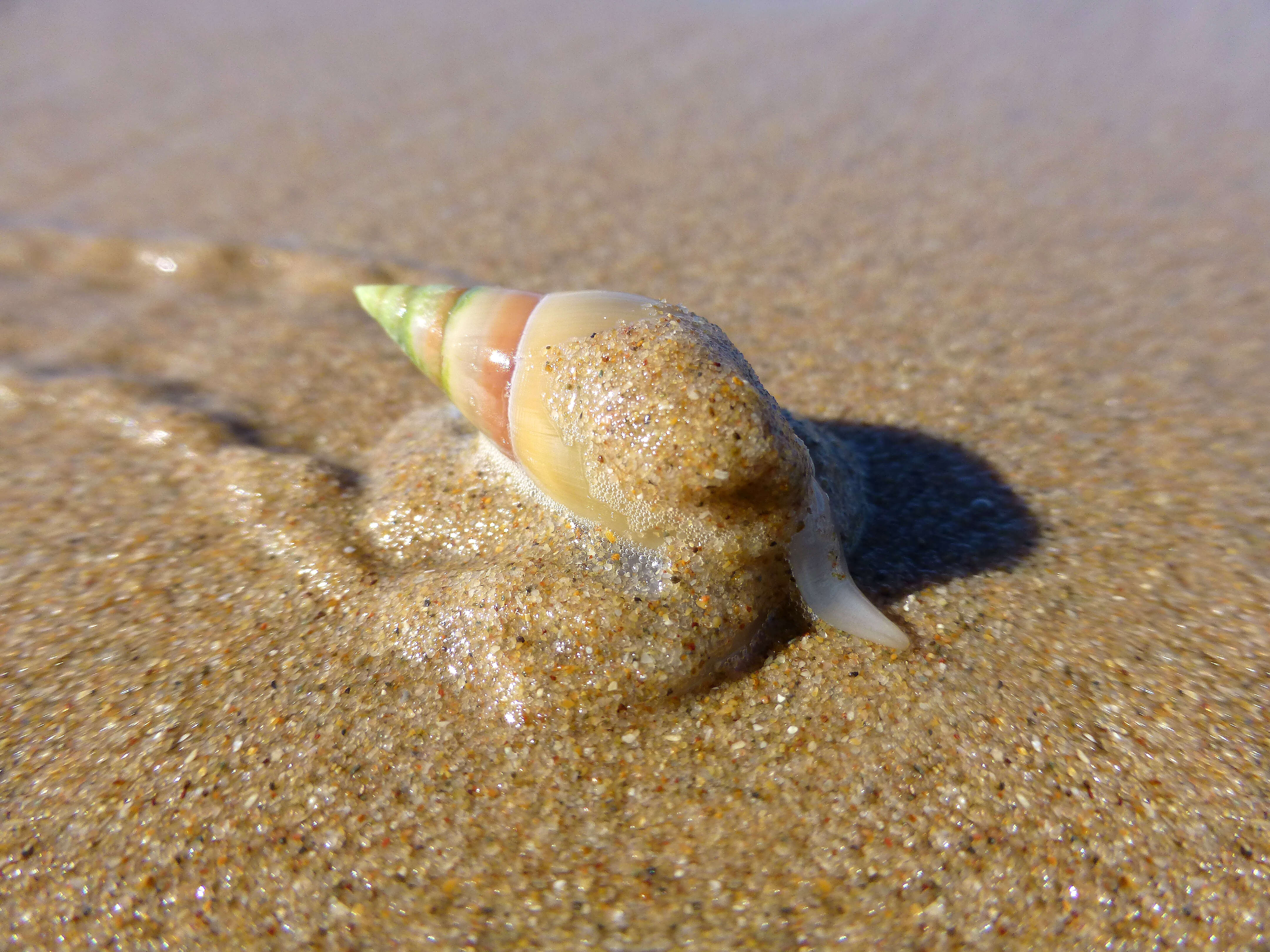 Image of finger plough shell