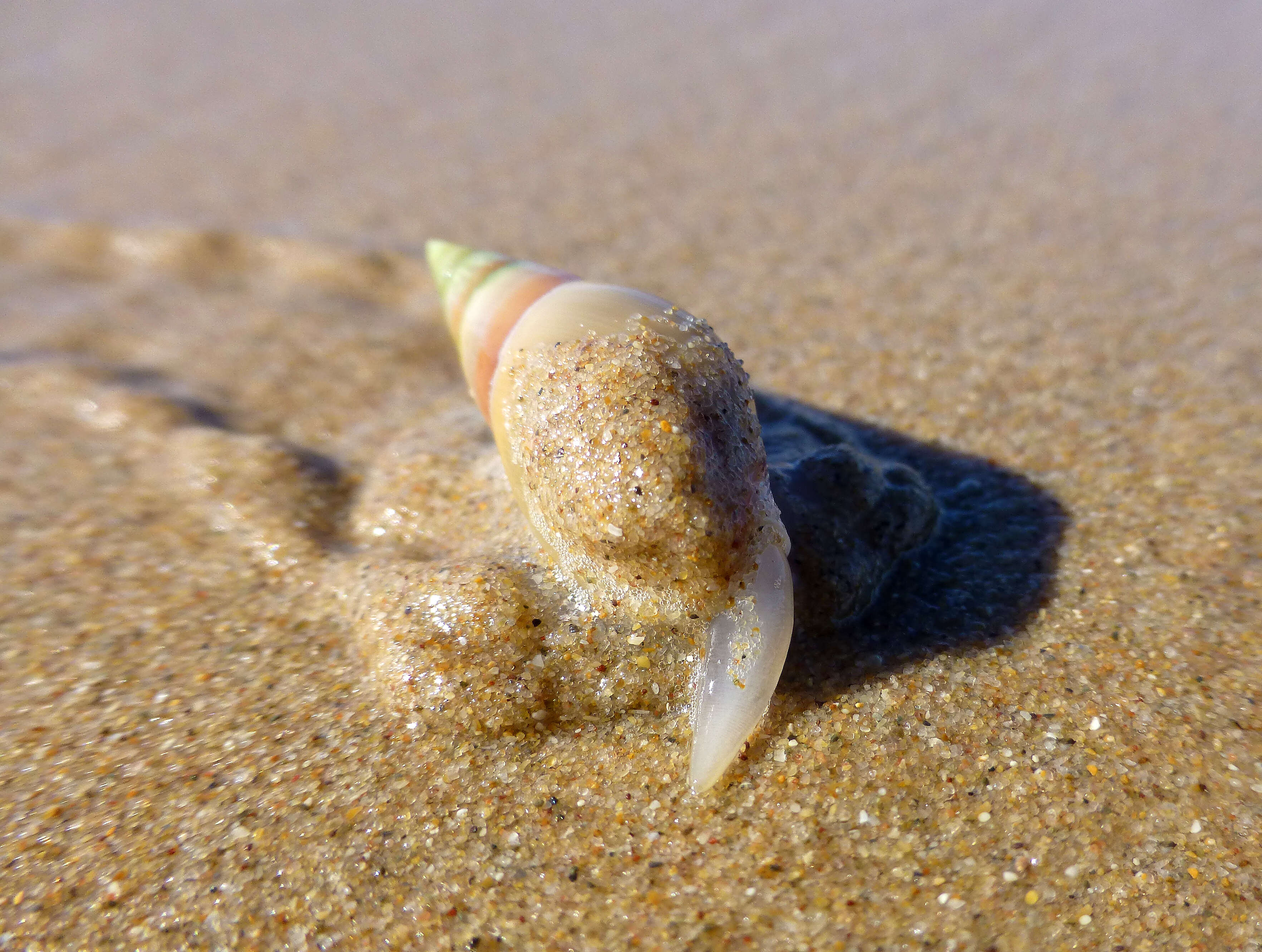 Image of finger plough shell