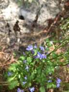 Image of pineland lobelia