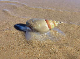 Image of finger plough shell