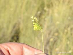 Image of Reseda stricta Pers.