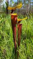 Image of <i>Sarracenia flava</i> var. <i>rubricorpora</i>