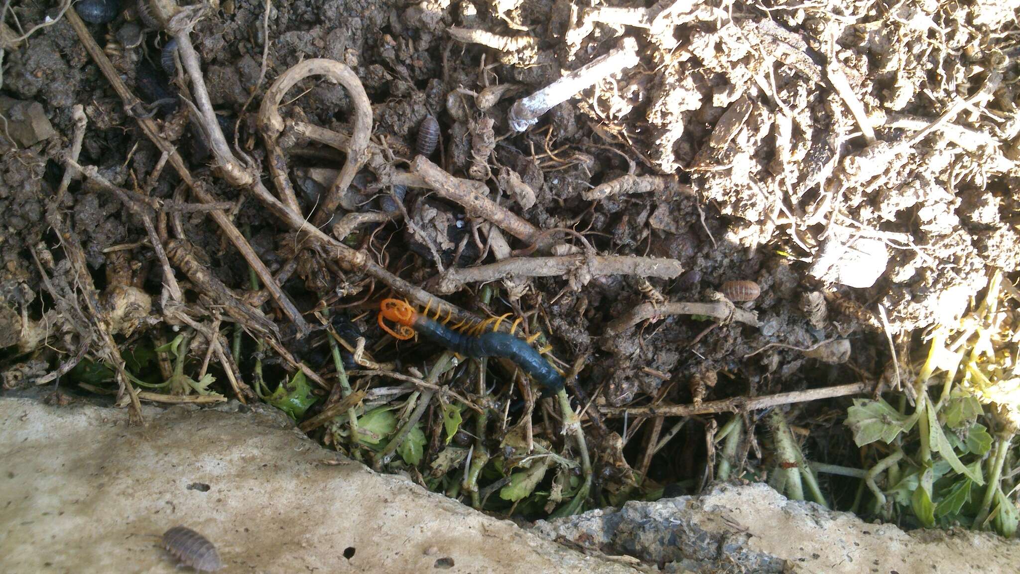 Image of Giant Redheaded Centipede