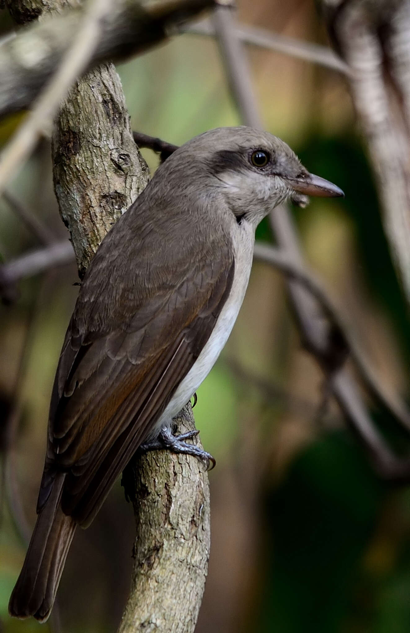 Image of Tephrodornis gularis