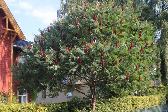 Image of staghorn sumac