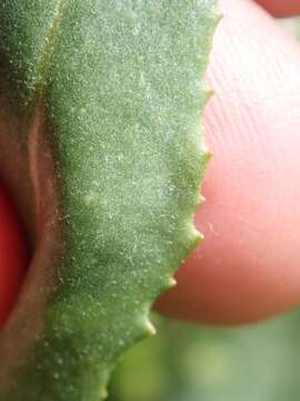 Image of Thick-Leaf Ragwort