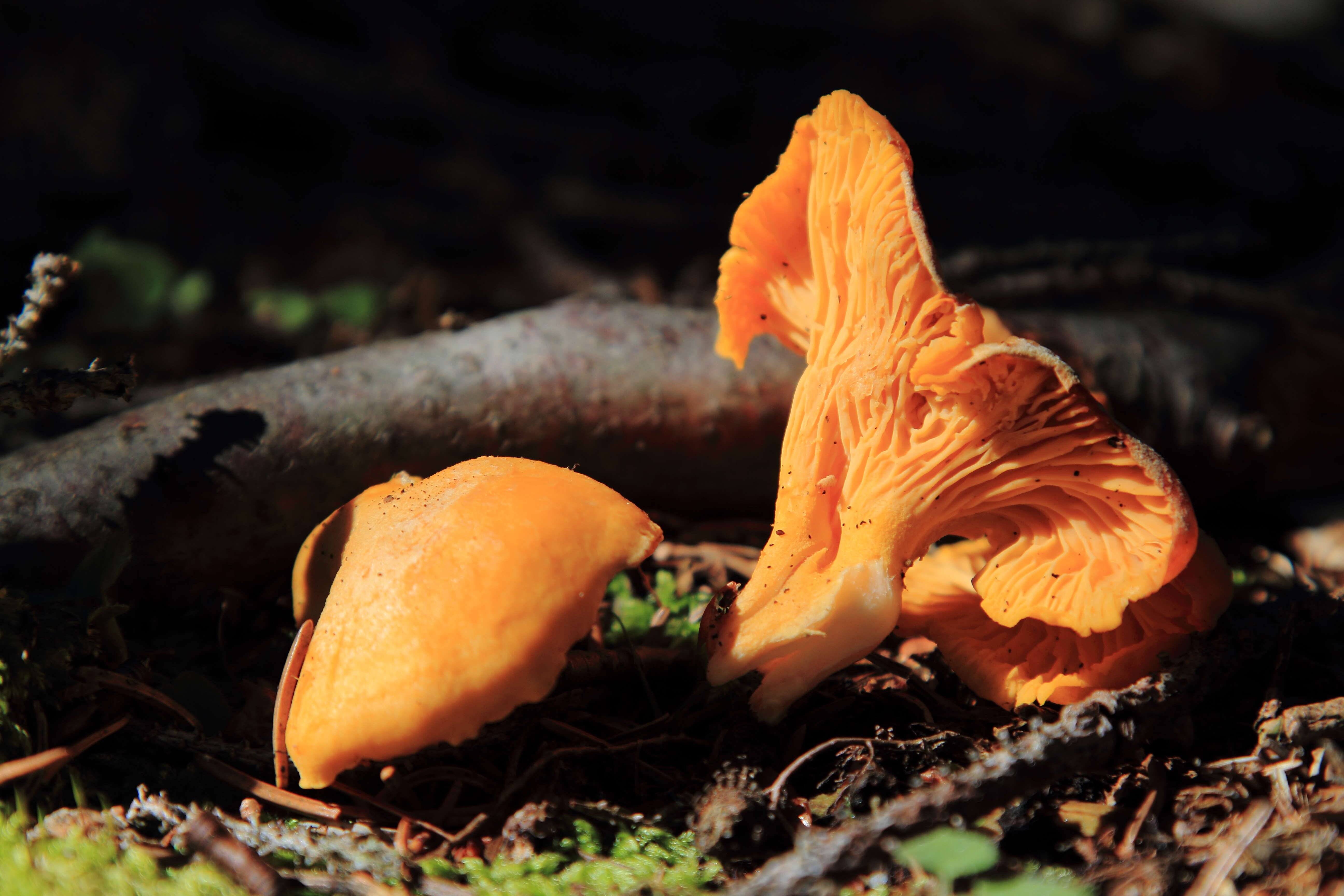 Image of Chanterelle