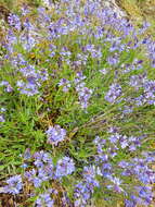 Image of Veronica satureiifolia Poit. & Turp.