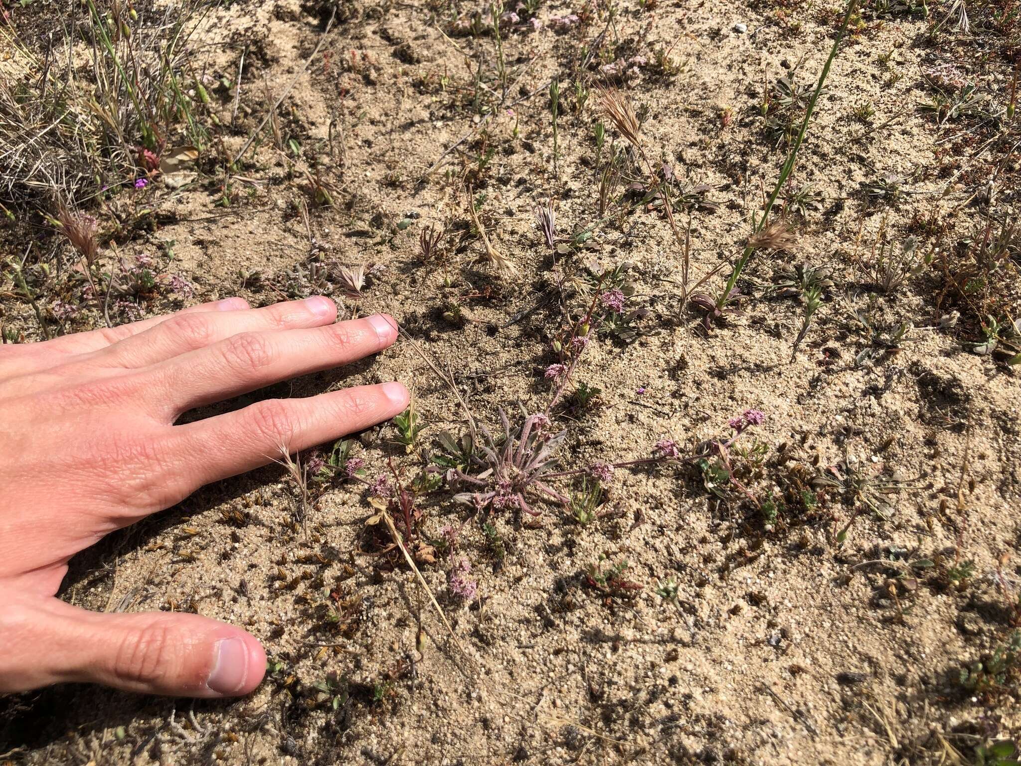 Image of Monterey spineflower