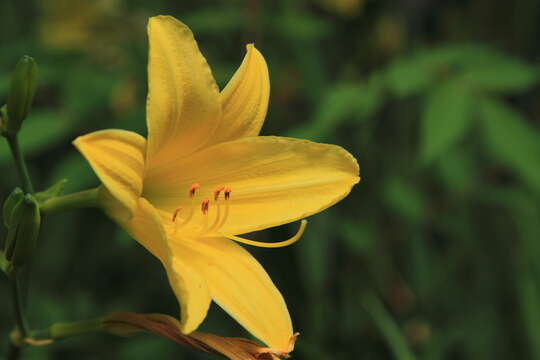 Imagem de Hemerocallis lilioasphodelus L.