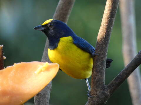 Image of Spot-crowned Euphonia