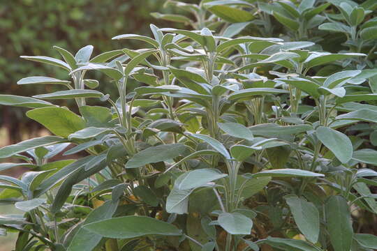 Imagem de Salvia officinalis L.