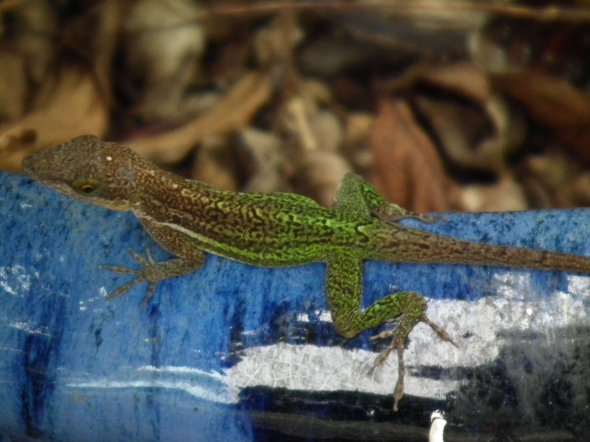 Image of Leach's Anole