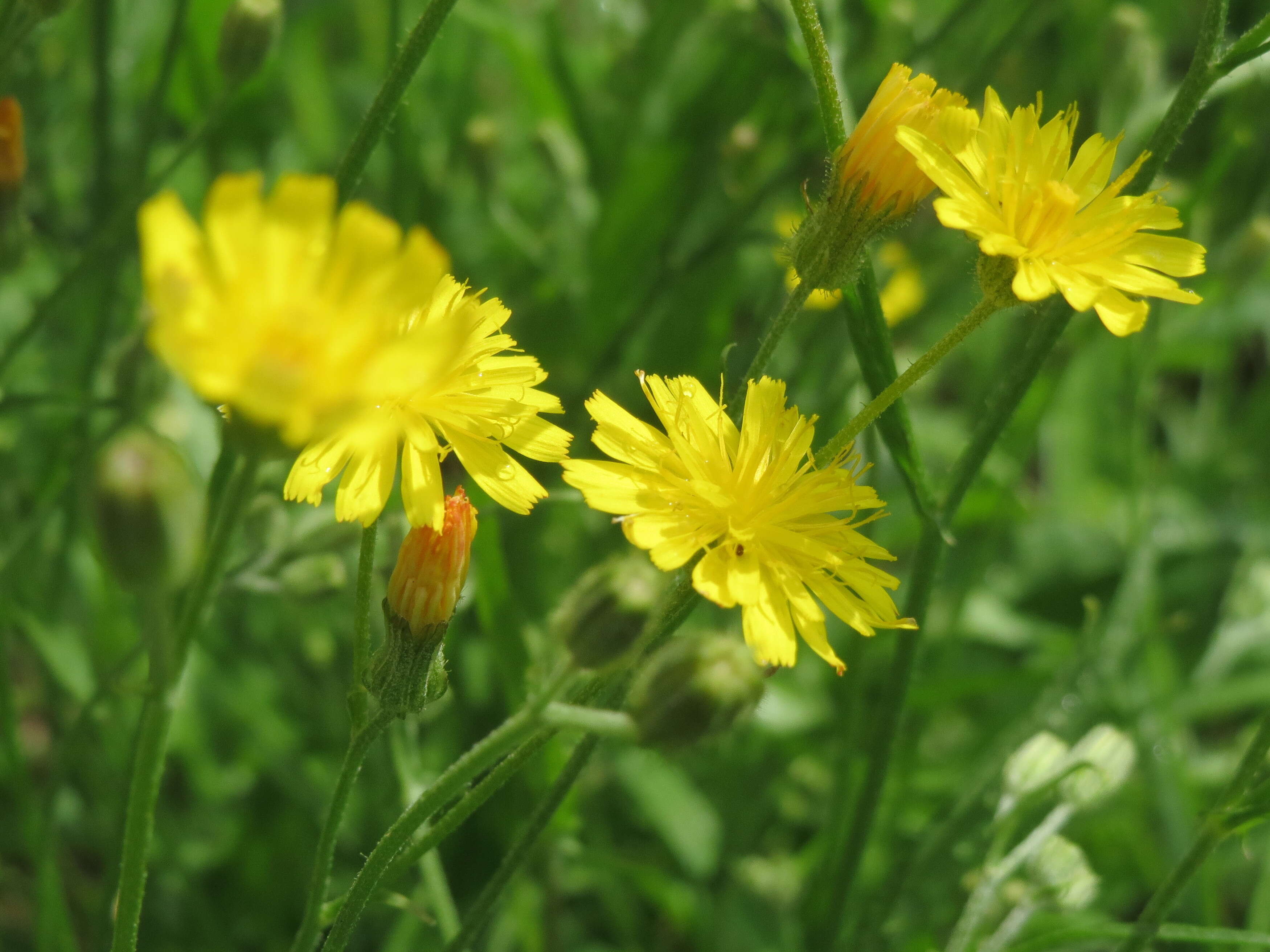 Image of rough hawksbeard