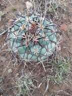 Image of Coryphantha poselgeriana (A. Dietr.) Britton & Rose