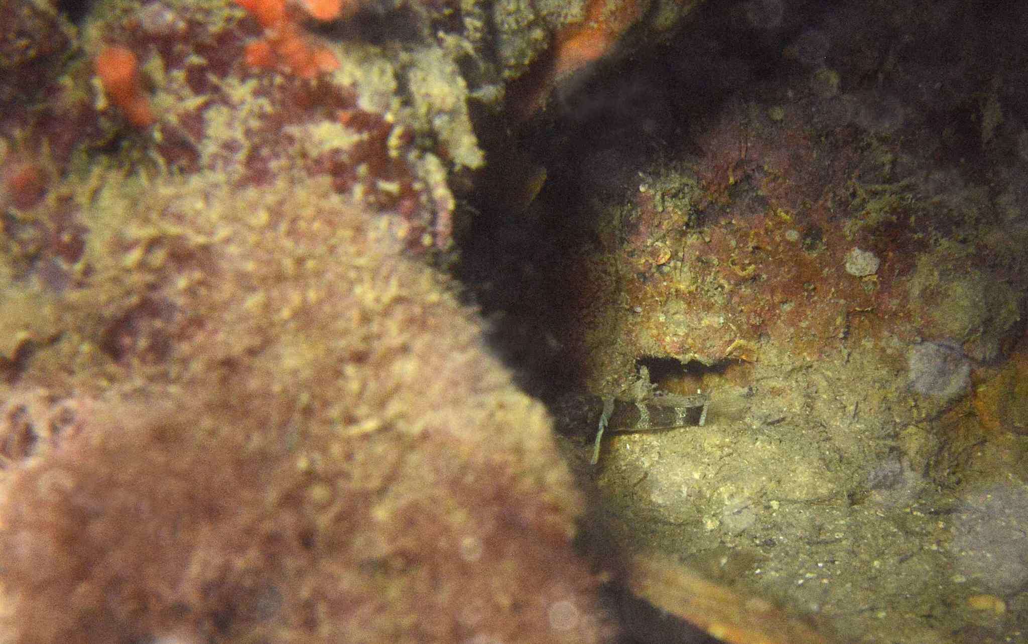 Image de Gobie nain à barres brunes