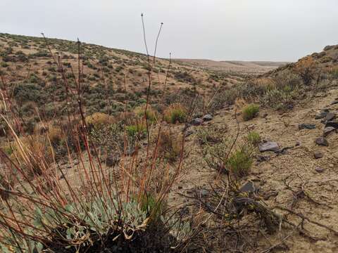 Image of false naked buckwheat