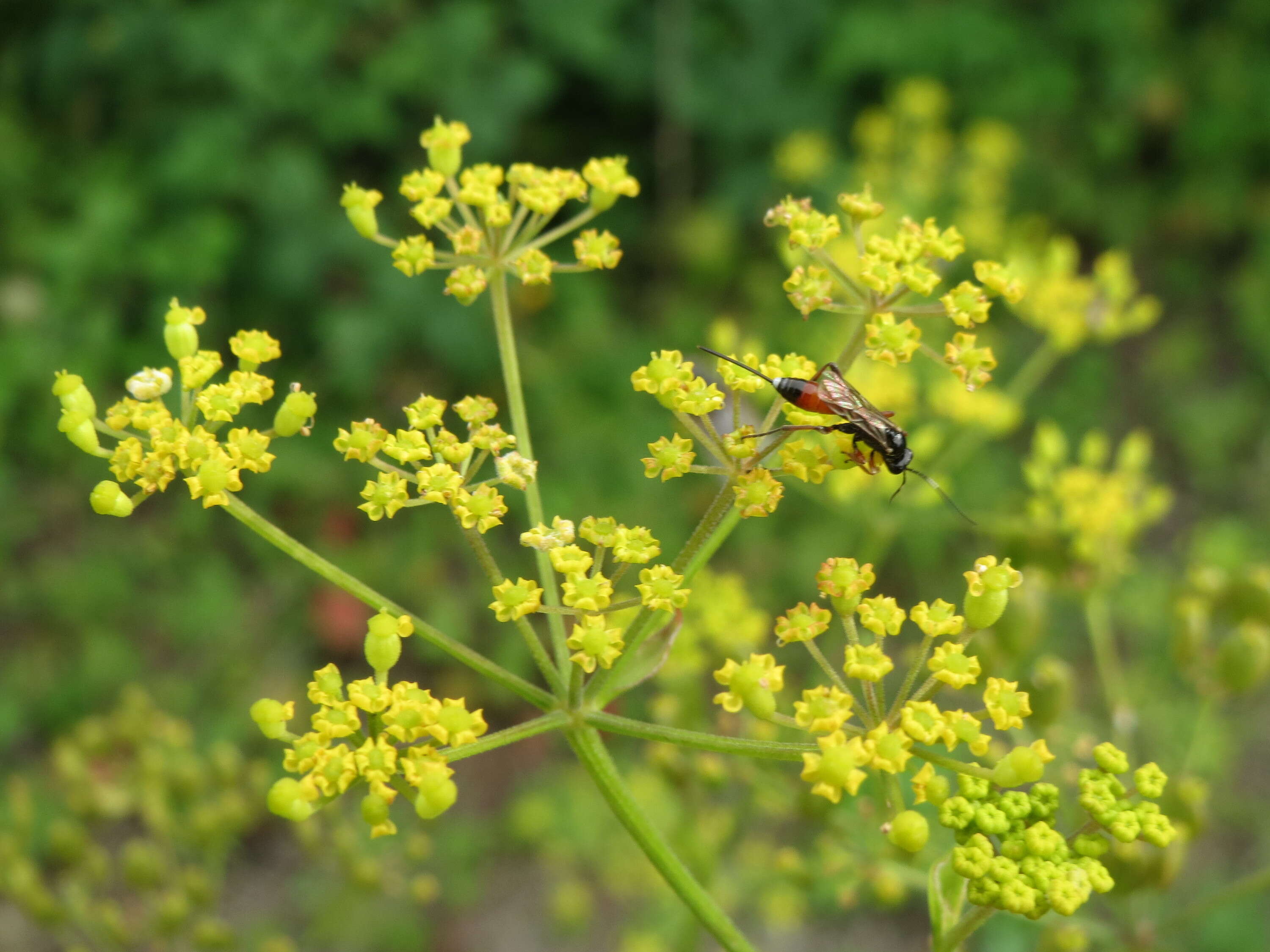 Image of wild parsnip