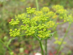 Image of wild parsnip