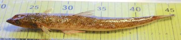 Image of Inshore Lizardfish