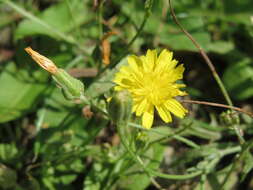 Image of rough hawksbeard