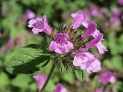 Image of wild basil