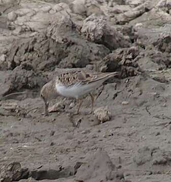 Image of Temminck's Stint